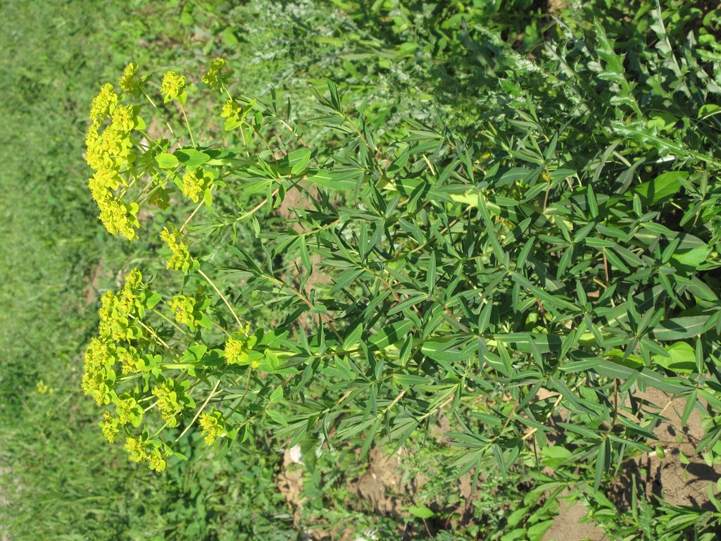 Euphorbia palustris